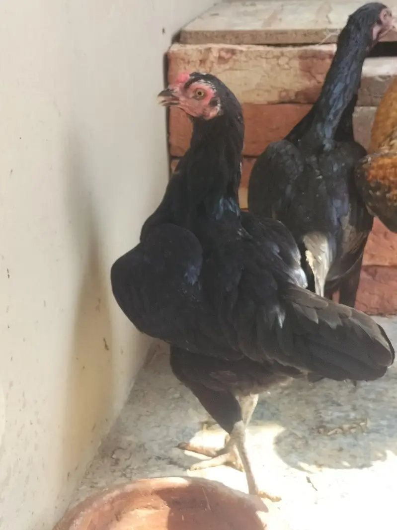 4 pure aseel mushki black egg laying females — photo 2