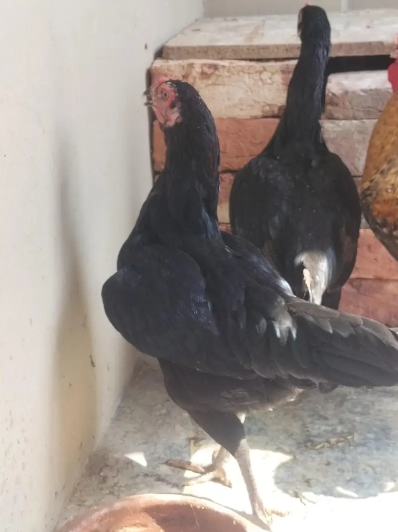 4 pure aseel mushki black egg laying females — photo 3