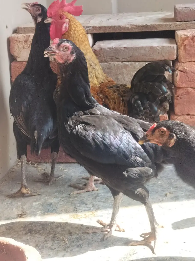 4 pure aseel mushki black egg laying females — photo 4