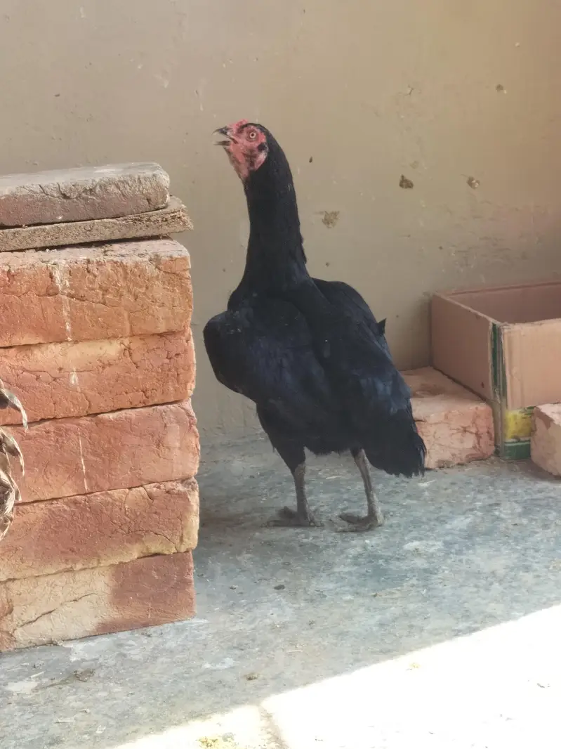 4 pure aseel mushki black egg laying females — photo 5