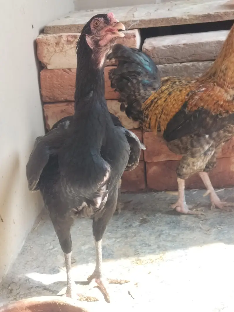 4 pure aseel mushki black egg laying females — photo 6