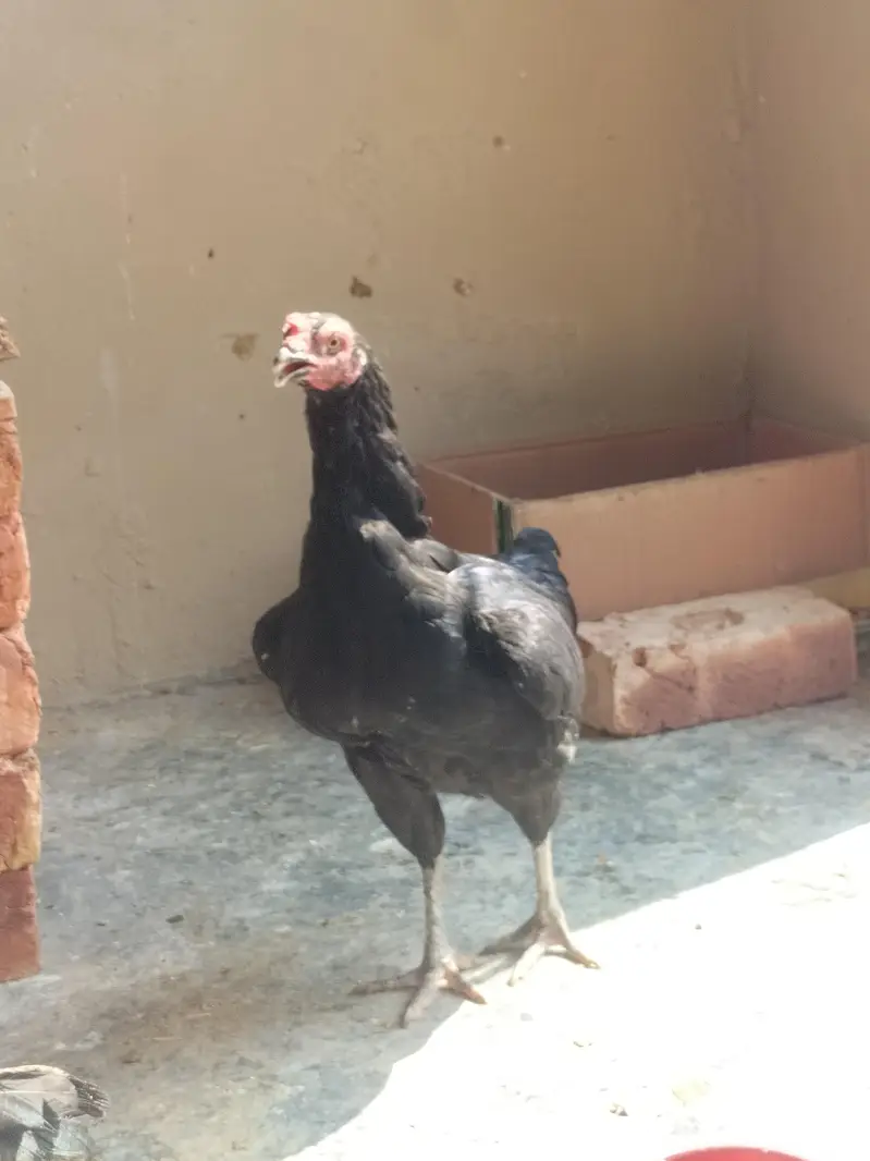 4 pure aseel mushki black egg laying females — photo 7