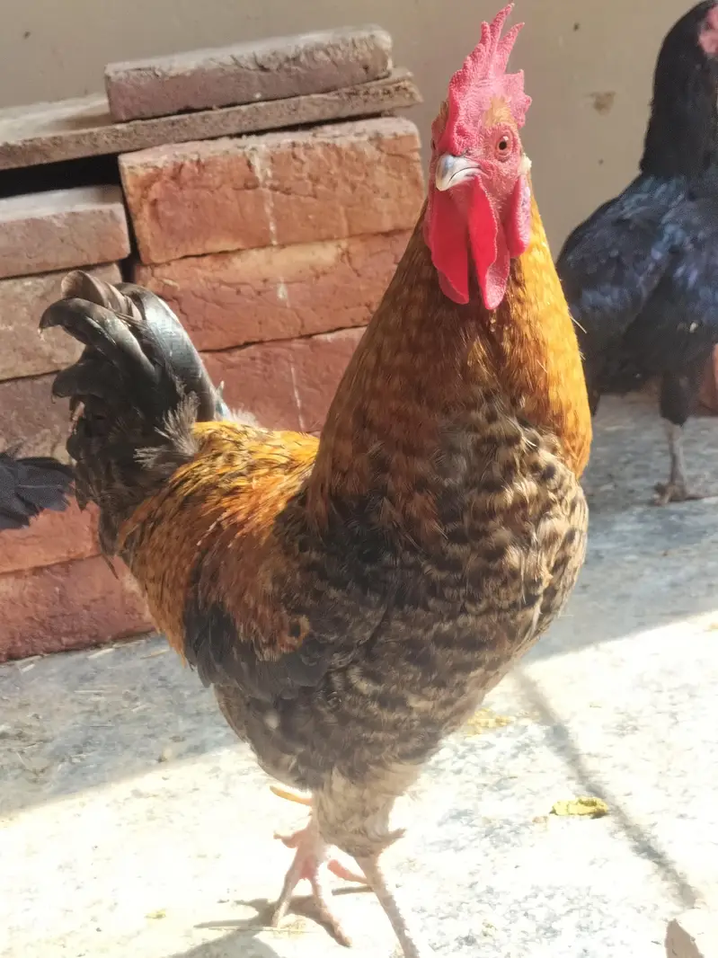 4 pure aseel mushki black egg laying females — photo 8