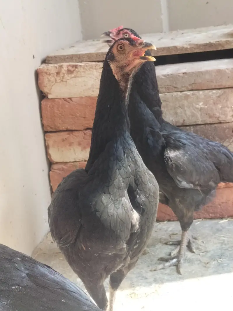4 pure aseel mushki black egg laying females — photo 9