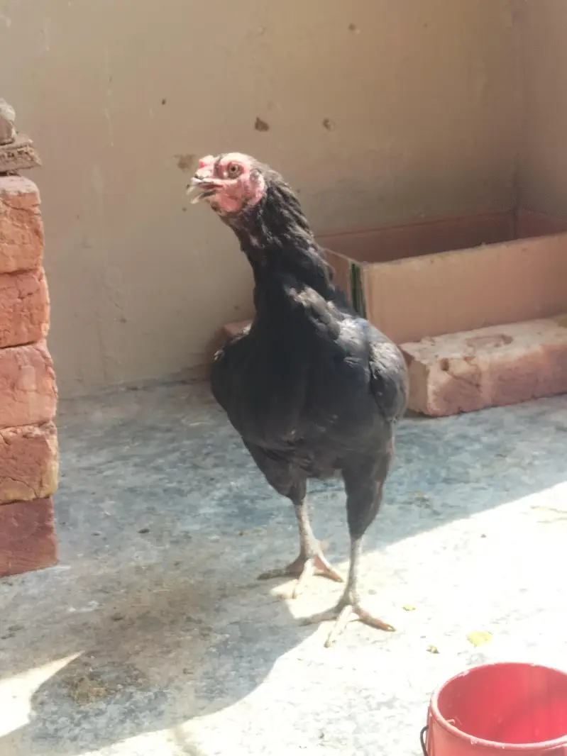 4 pure aseel mushki black egg laying females — photo 10