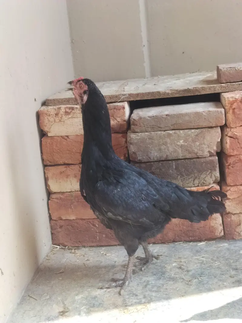 4 pure aseel mushki black egg laying females — photo 11
