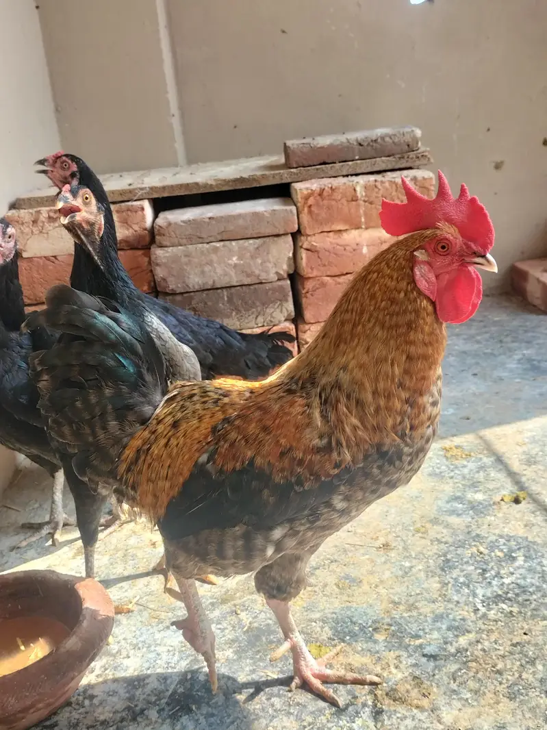 4 pure aseel mushki black egg laying females — photo 12
