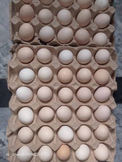 Desi pure eggs available for sale