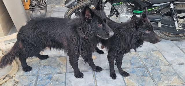 Black germann 2