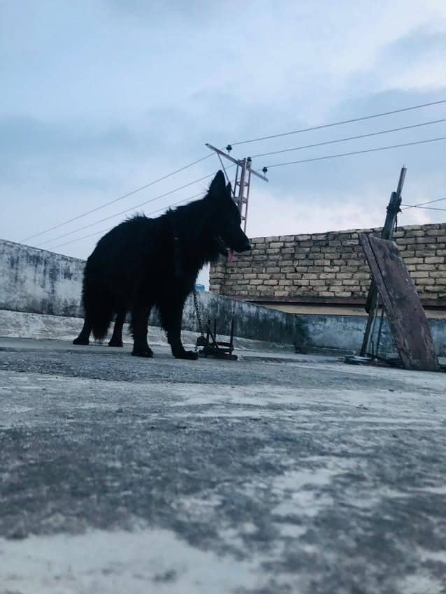 Black germann 4