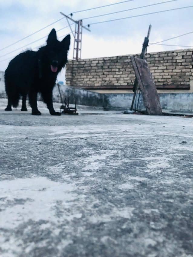 Black germann 9