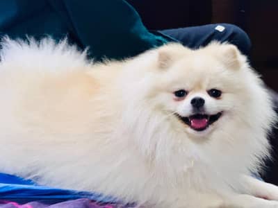 Imported White Pomeranian Male | Purebred | Pedigree Pomeranian Dog