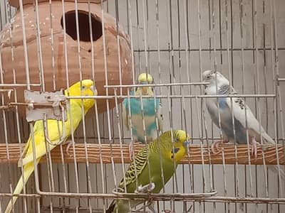 budgies
