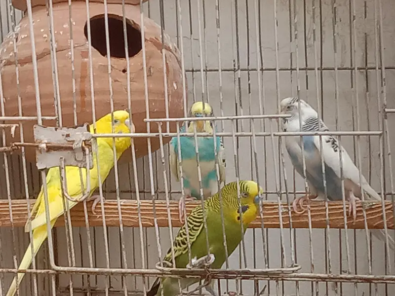 Australian parrot