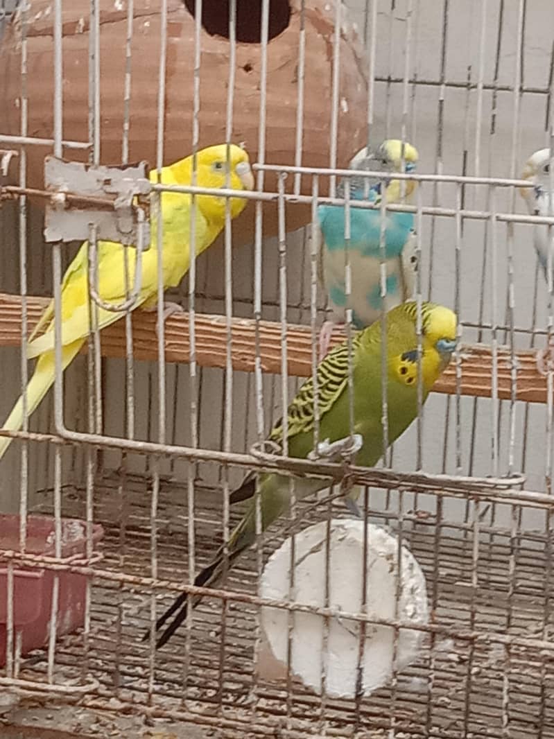Australian parrot 1