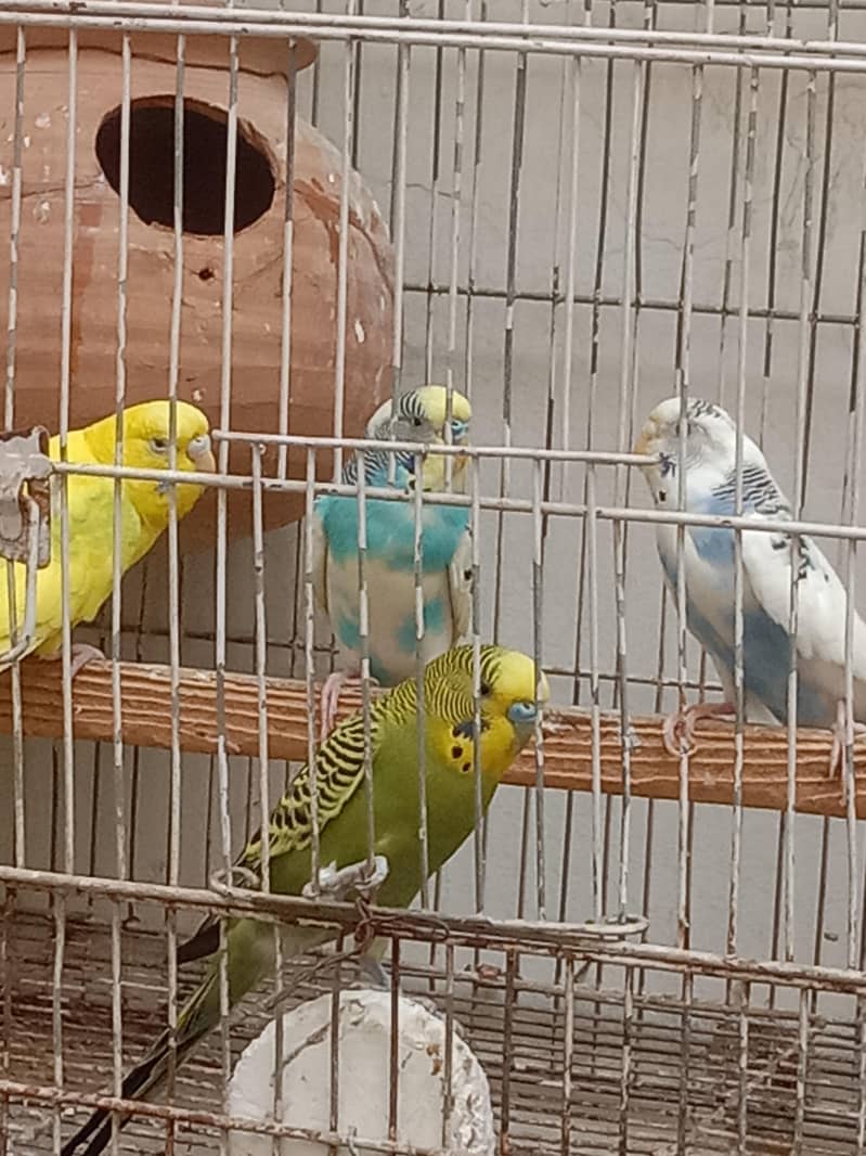 Australian parrot 2