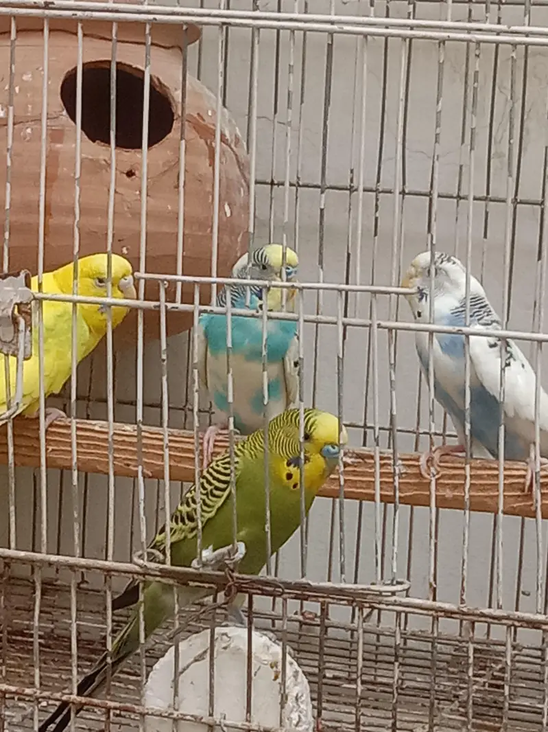 Australian parrot — photo 3
