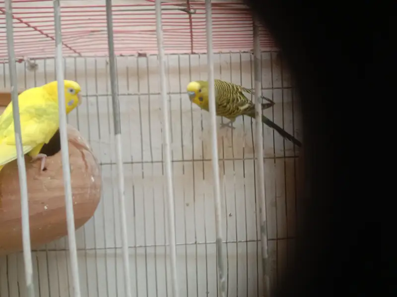 Australian parrot — photo 4