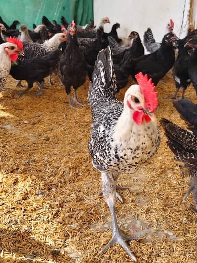 Black Australorp & Egyptian Fayoumi