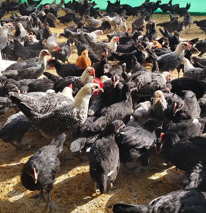 Black Australorp & Egyptian Fayoumi — photo 2