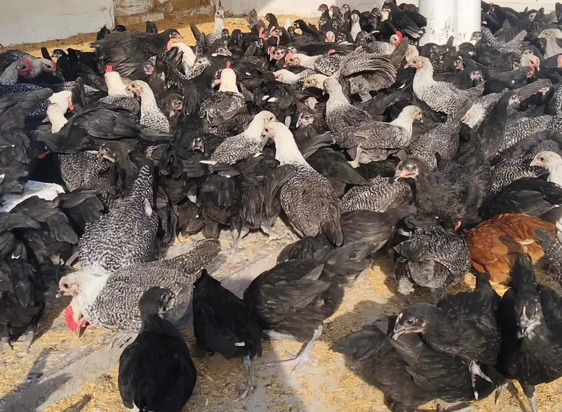 Black Australorp & Egyptian Fayoumi — photo 3