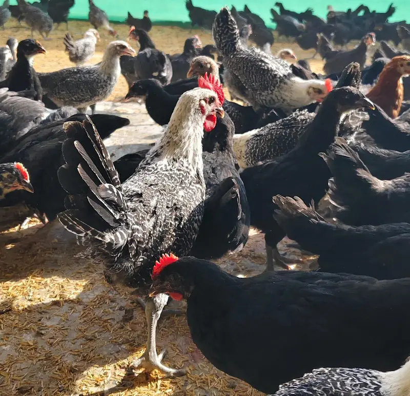 Black Australorp & Egyptian Fayoumi — photo 4