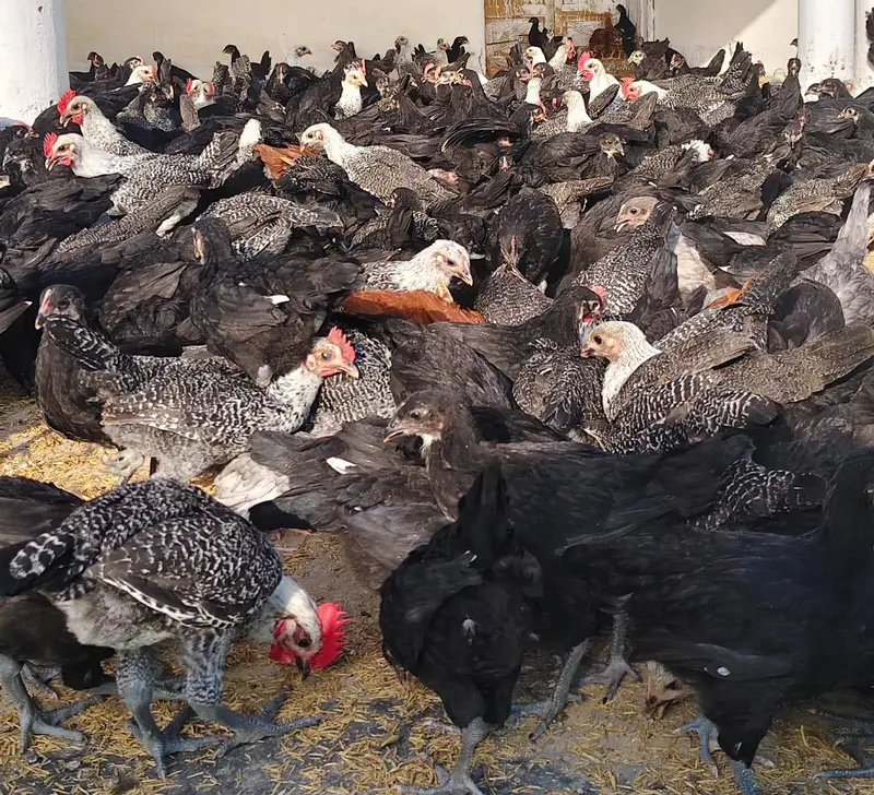 Black Australorp & Egyptian Fayoumi — photo 5