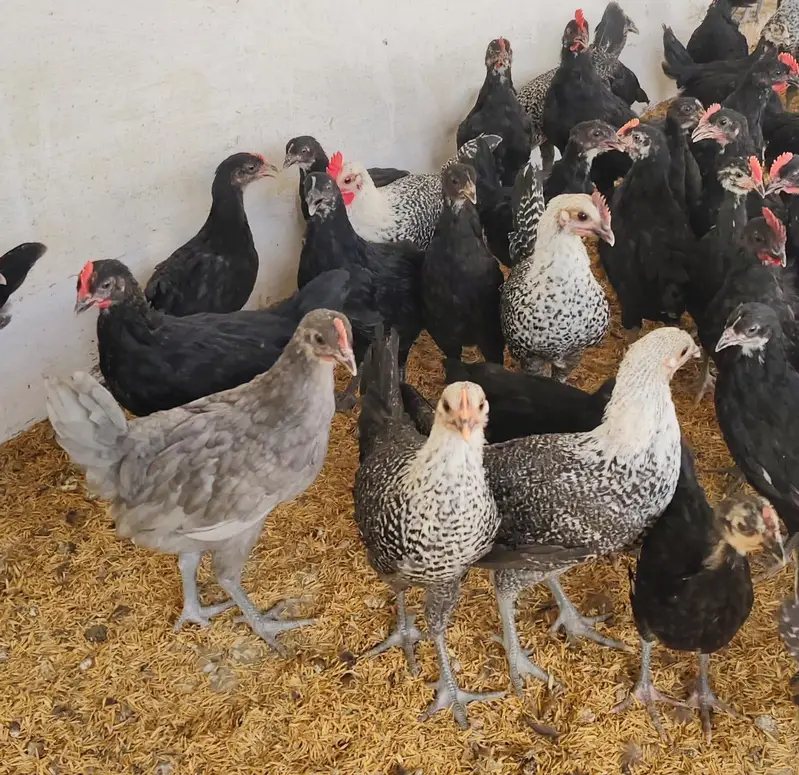 Black Australorp & Egyptian Fayoumi — photo 6