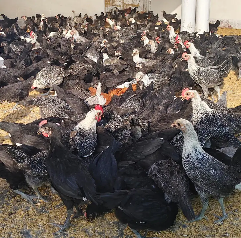 Black Australorp & Egyptian Fayoumi — photo 7