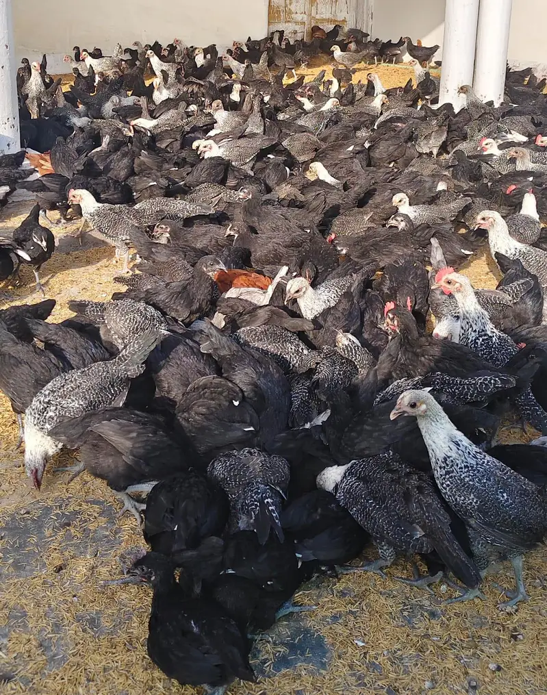 Black Australorp & Egyptian Fayoumi — photo 8