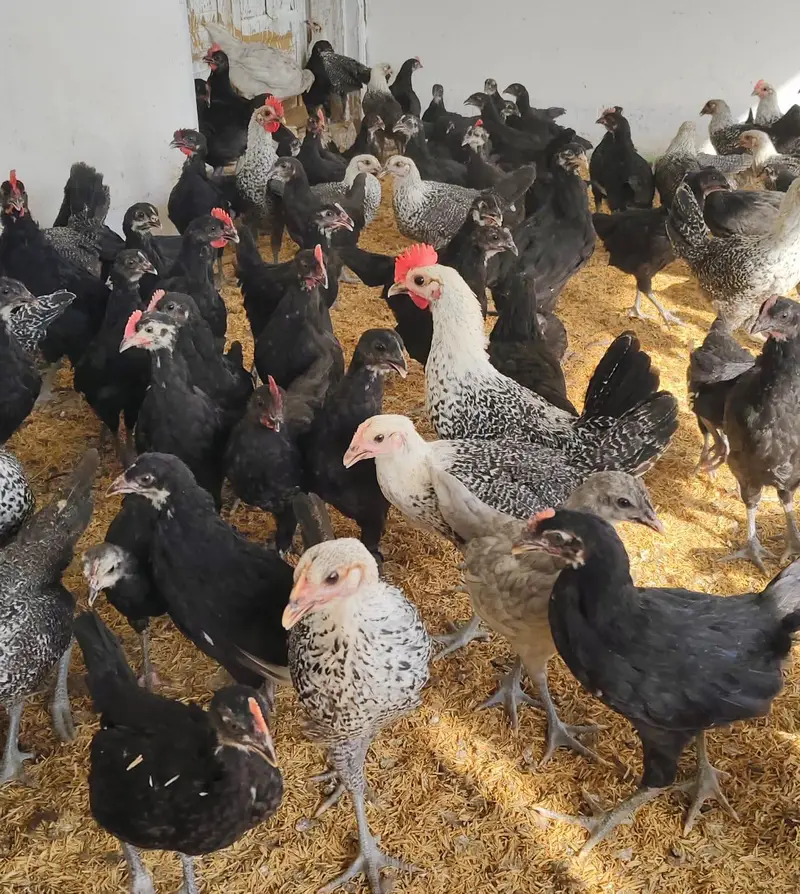 Black Australorp & Egyptian Fayoumi — photo 9