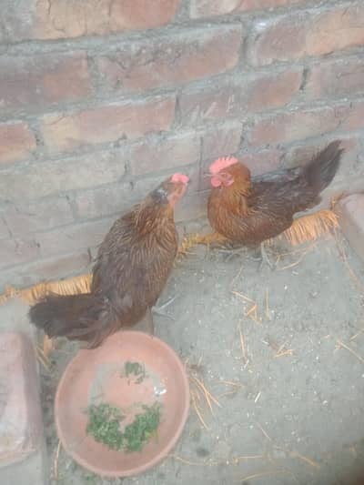 dase murge hy 03248407741