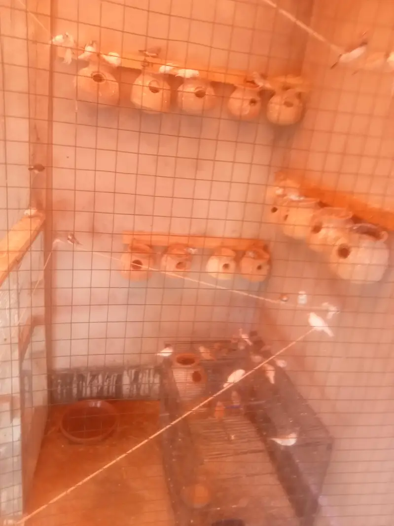 finch colony for sale