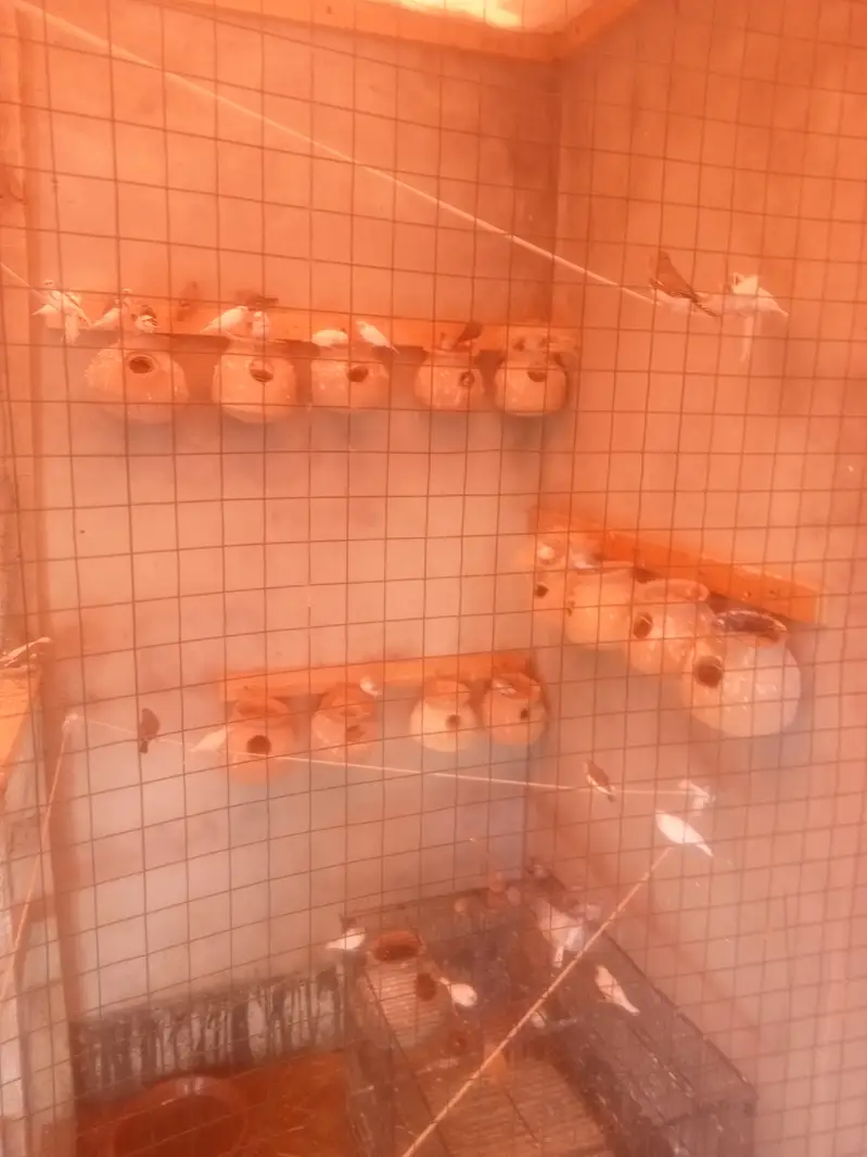finch colony for sale — photo 2