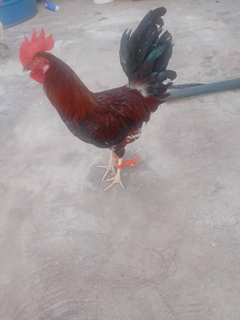 desi murga 1
