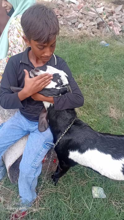 bakra 7 months for sale