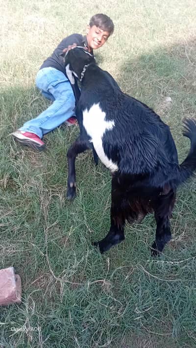 bakra 7 months for sale