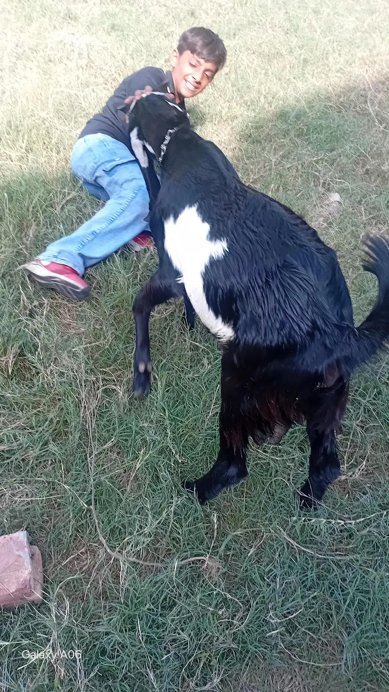 bakra 7 months for sale — photo 2
