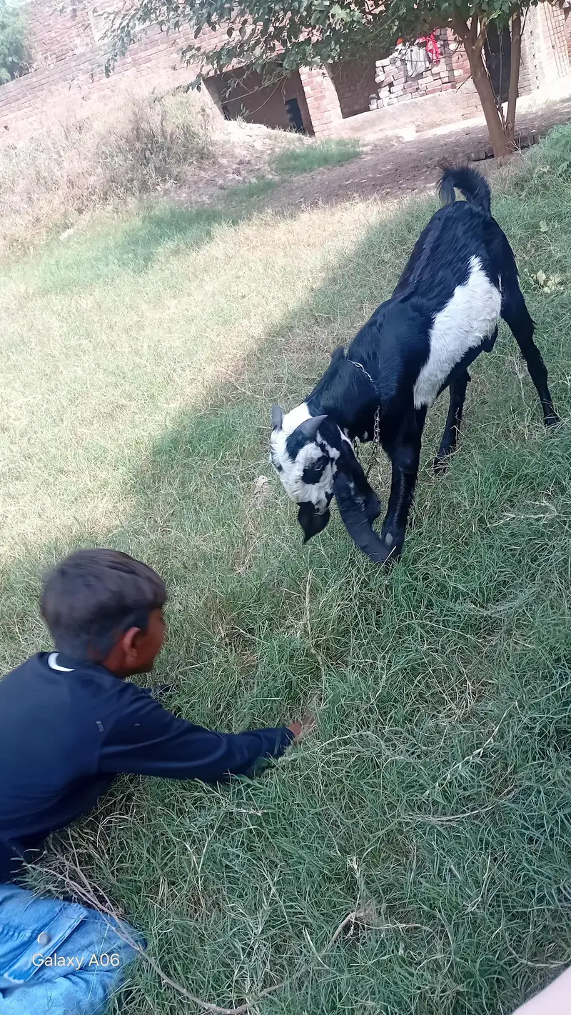 bakra 7 months for sale — photo 3