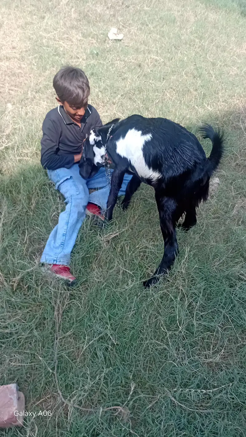 bakra 7 months for sale — photo 4