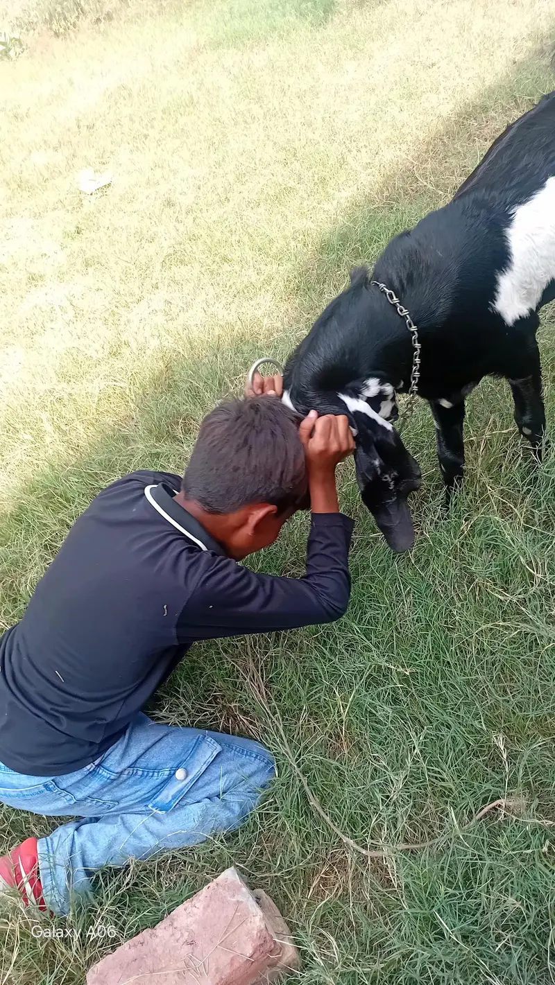 bakra 7 months for sale — photo 5