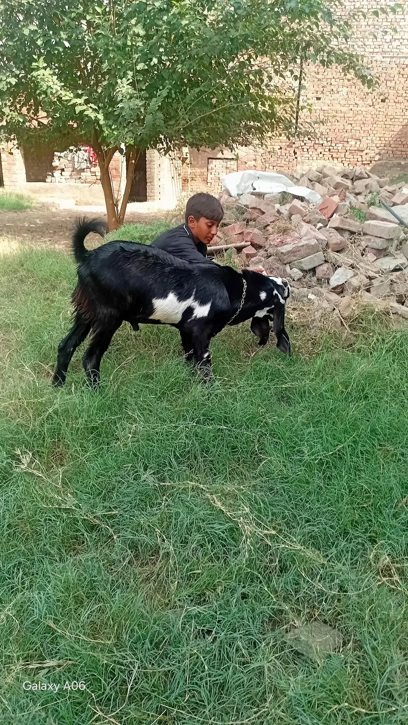 bakra 7 months for sale — photo 6