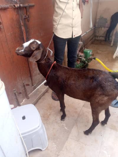 healthy active bakri for sale