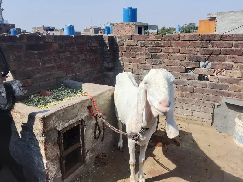 rajan puri pure — photo 2