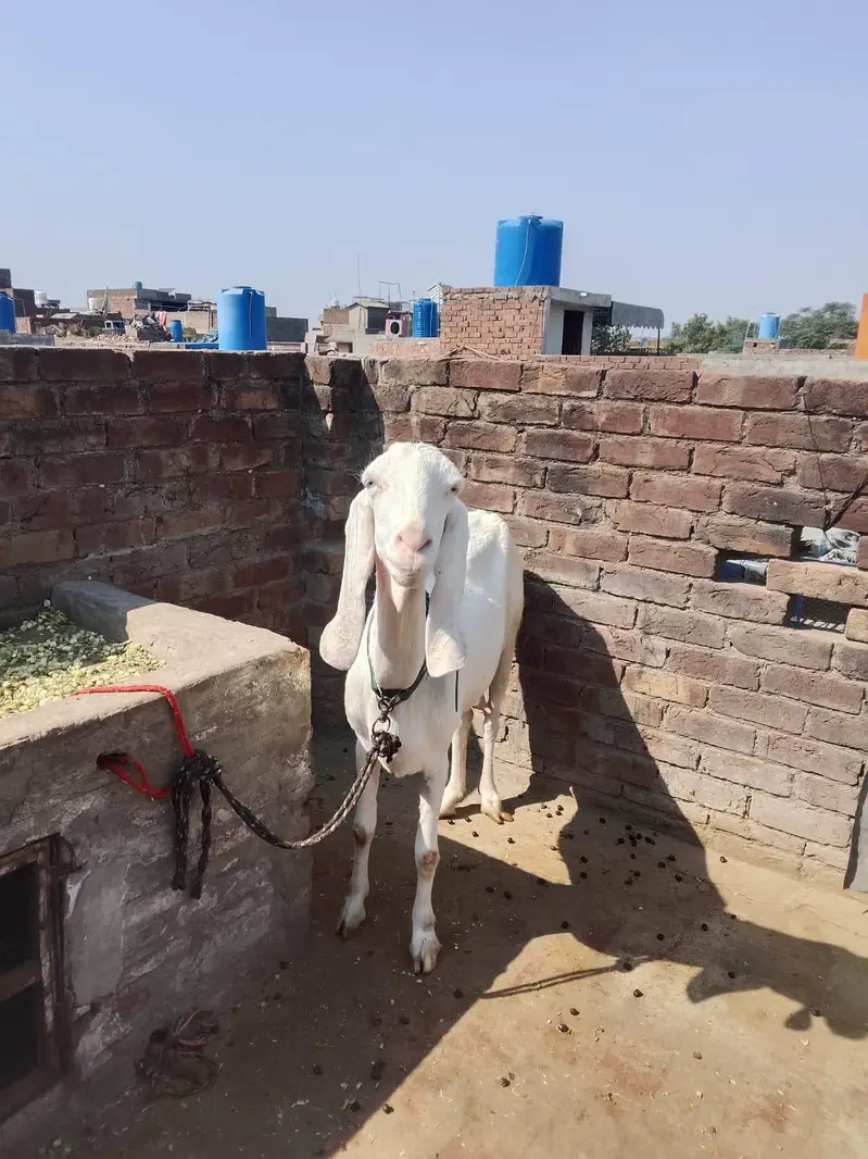 rajan puri pure — photo 3