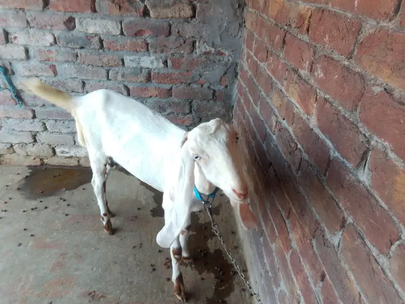 rajan puri pure — photo 6