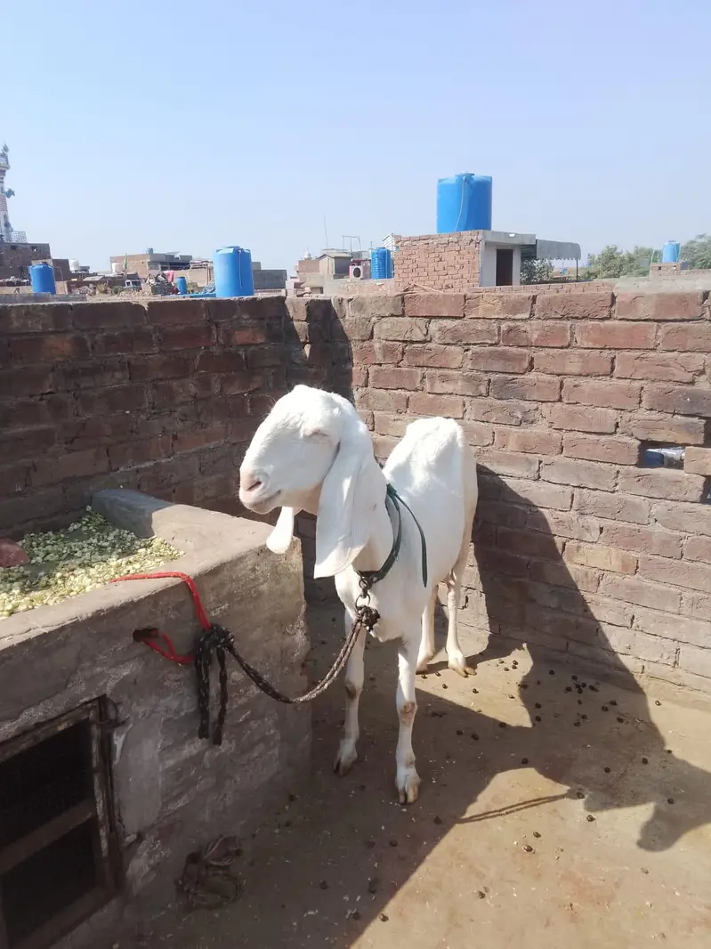 rajan puri pure — photo 9