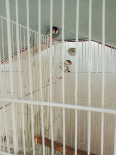 3040214814 Whatsapp no java finches breeder pair