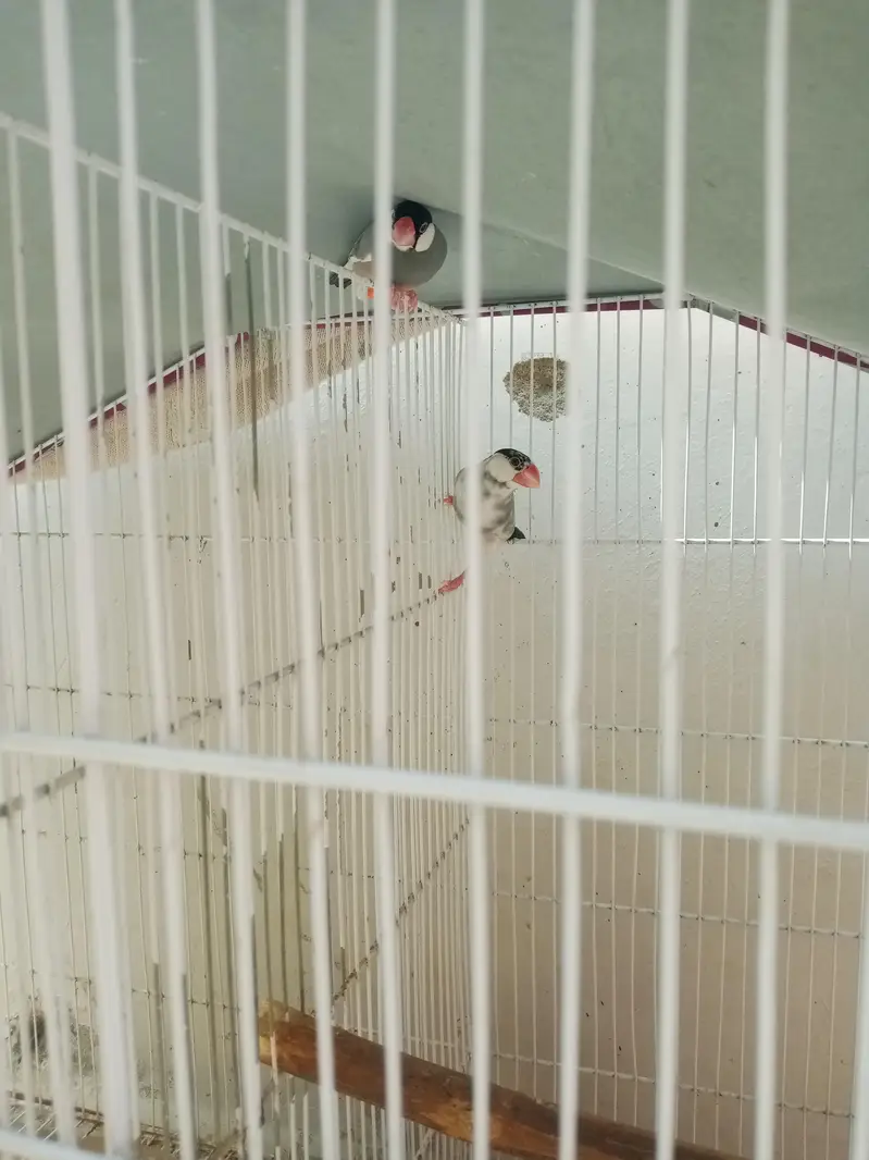 3040214814 Whatsapp no java finches breeder pair