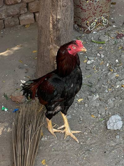 red mushka 18 month age